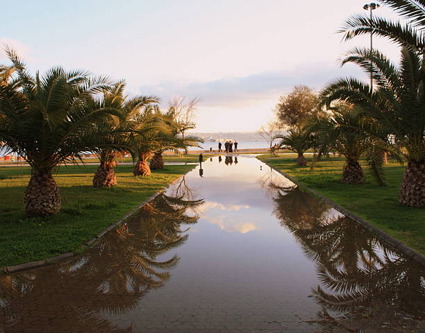Palm tree located at Seixal, Portuguese beach