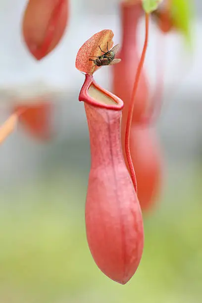 Nepenthes with fly