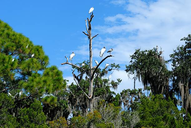 istock Tropical Birds in The Wild 524132997