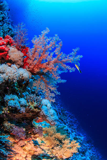 แนวปะการังในทะเลแดง - ปลากะรังจิ๋ว ปลาเขตร้อน ภาพสต็อก ภาพถ่ายและรูปภาพปลอดค่าลิขสิทธิ์