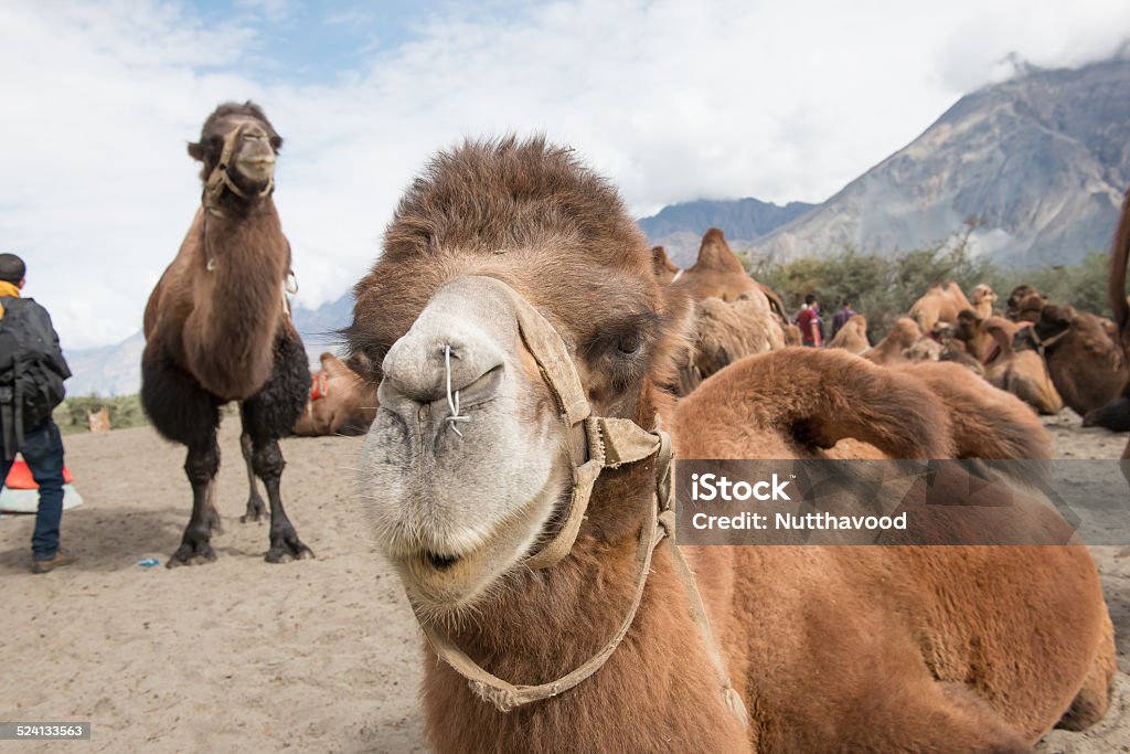 camels in the desert Africa Stock Photo