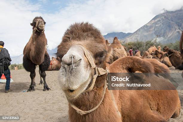 Camels In The Desert Stock Photo - Download Image Now - Africa, Arabia, Arid Climate