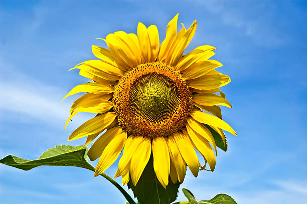 istock Yellow sunflower against a blue sky 524133865
