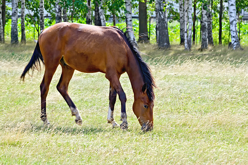 Young bay horse grazing in a pasture on the background of birch trees
