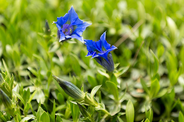 Trumpet gentiana blue spring flower in garden Trumpet gentiana blue spring flower in garden for background enzian stock pictures, royalty-free photos & images