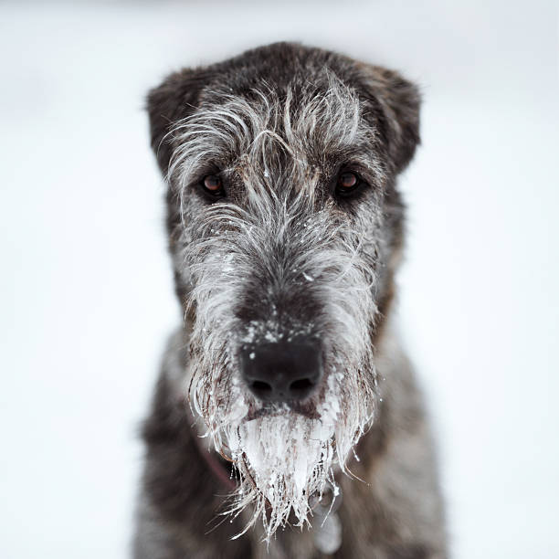 Wolfhound stock photo