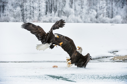 Two Bald Eagles Are Fighting For Prey Stock Photo - Download Image Now -  Eagle - Bird, Fighting, Activity - iStock