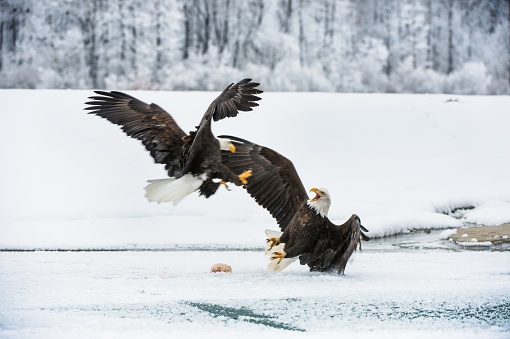 Two Bald Eagles Are Fighting For Prey Stock Photo - Download Image Now - Eagle - Bird, Fighting, Activity - iStock