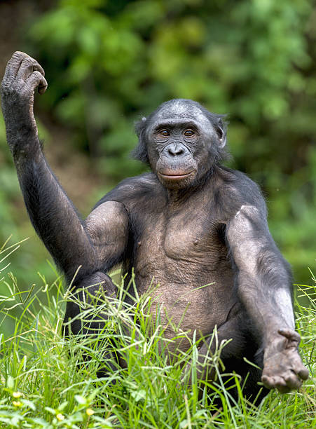 istock Chimpanzee Bonobo sits with the raised hand 524149198