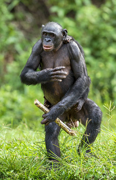 istock The Bonobo mother with cub standing on her legs 524149422
