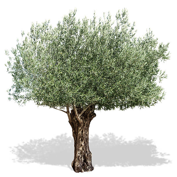 оливковое дерево на белом фоне. - оливковое дерево стоковые фото и изображения