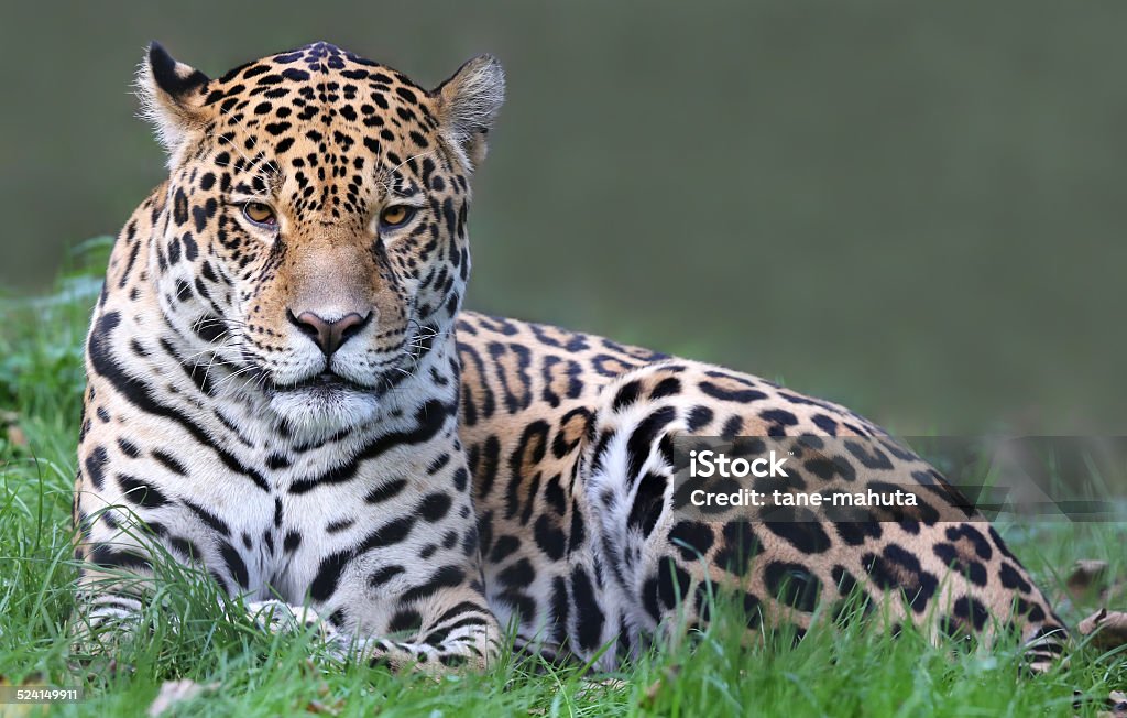 Jaguar (Panthera onca) Close-up view of a Jaguar (Panthera onca) Jaguar - Cat Stock Photo