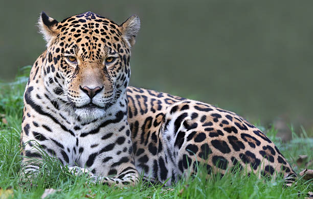 Jaguar (Panthera onca) Close-up view of a Jaguar (Panthera onca) jaguar stock pictures, royalty-free photos & images