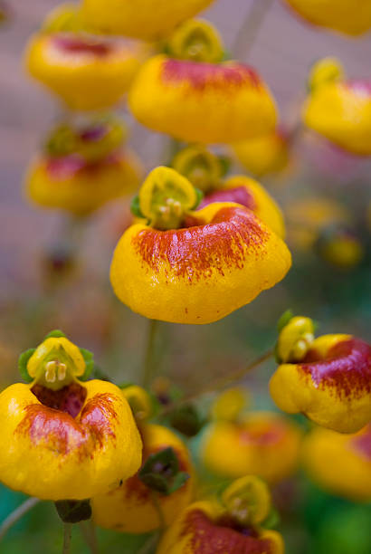calceolaria calceolaria flowers in the garden calceolaria stock pictures, royalty-free photos & images