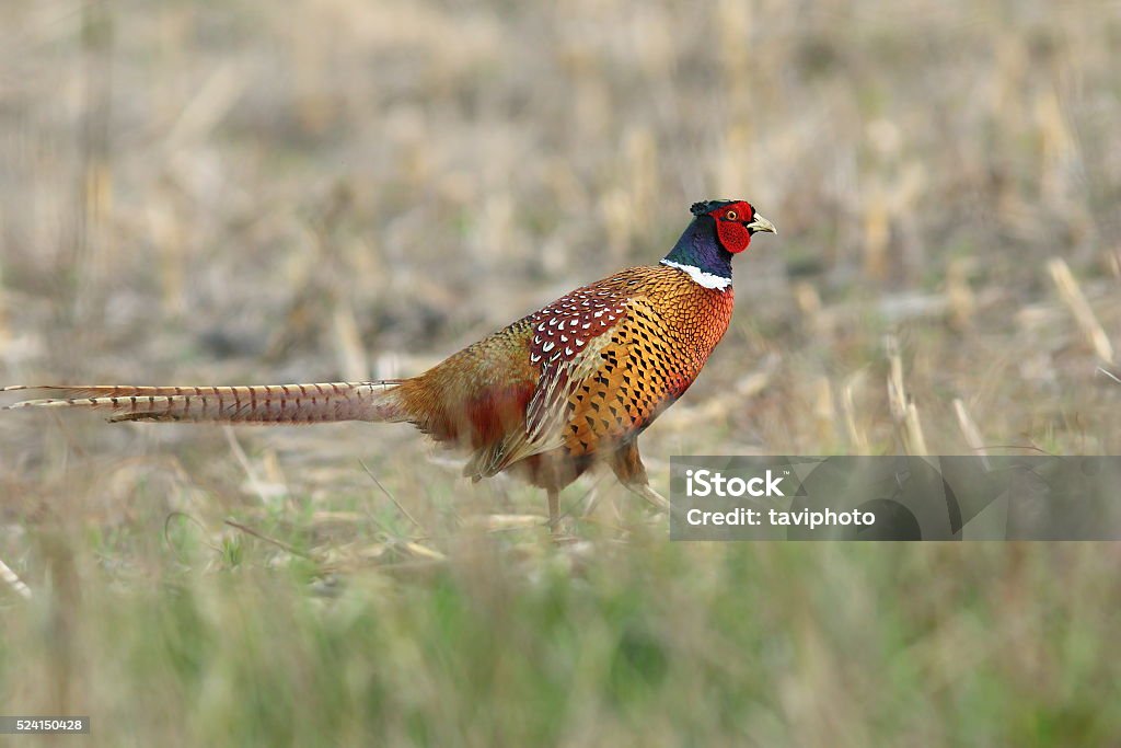 colorful pheasant in spring field colorful pheasant rooster walking in spring field ( Phasianus colchicus ) Adult Stock Photo