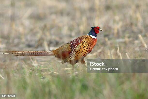 Colorful Pheasant In Spring Field Stock Photo - Download Image Now - Adult, Agricultural Field, Animal