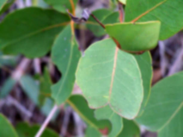 istock Blurred background image of Eucalyptus Leaves at Wild Horse Moun 524150554