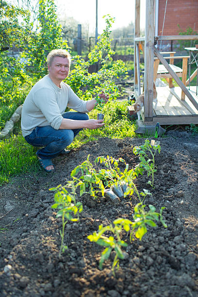 istock Man cultivates seedlings of tomatoes 524150560