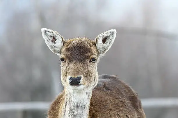 cute fallow deer hind portrait ( Dama dama )