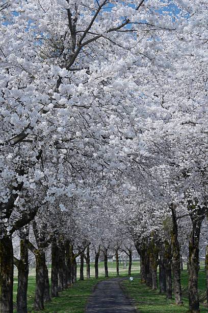istock Sakura & mountains in Niigata 524151522