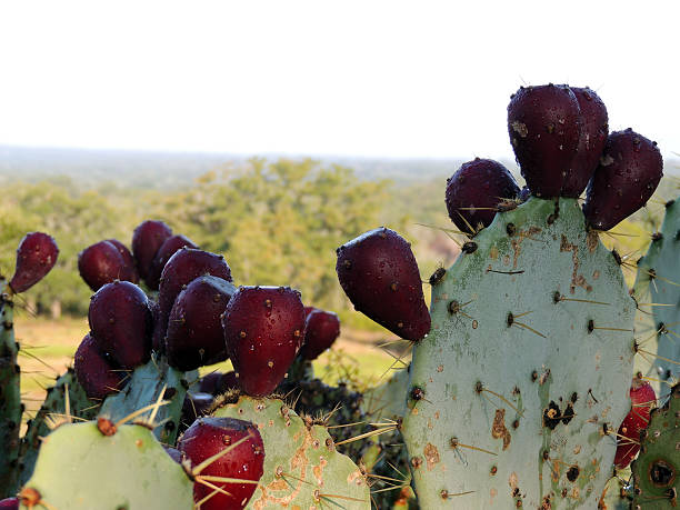 cactus prickley pera - prickley pear cactus fotografías e imágenes de stock