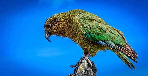 A colorful close-up image of a Kea with a sky blue background. 