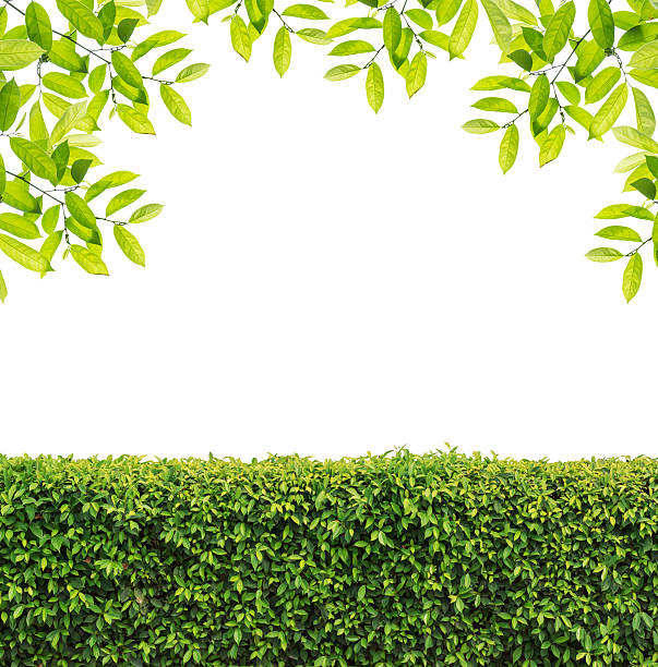 Green leaves and Green hedge isolated on white