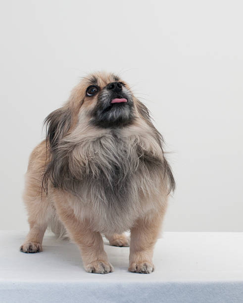 istock Papillon Pekingese dog mix 524152475
