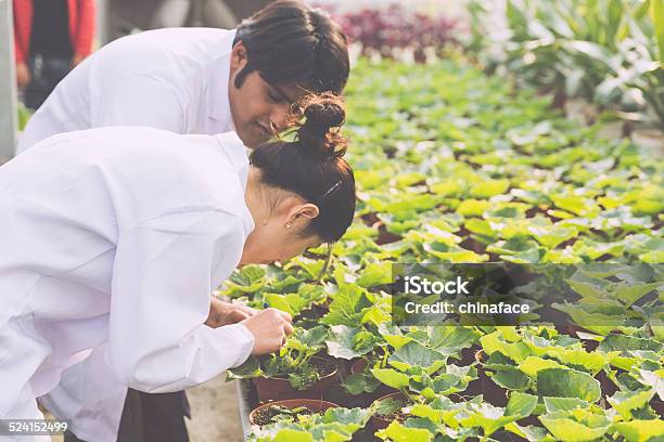 Scientist In Greenhouse Stock Photo - Download Image Now - Adult, Adults Only, Agriculture