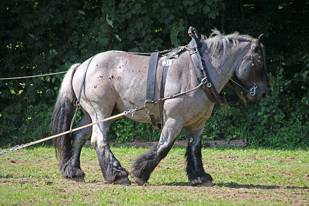 brabant cheval - belgian horse photos et images de collection