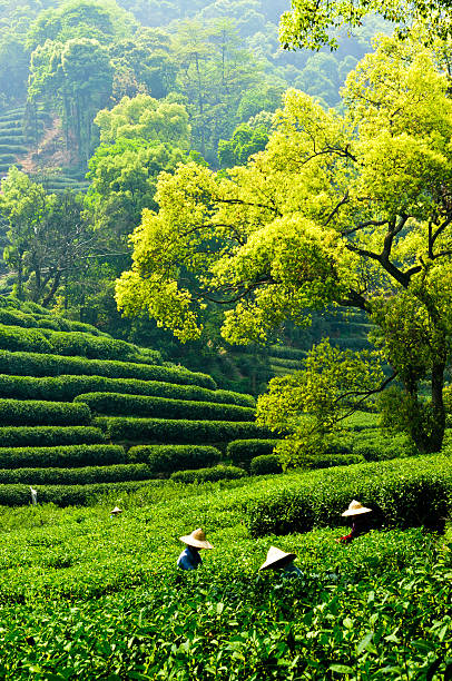 istock Hangzhou west lake longjing tea garden scenery 524153233