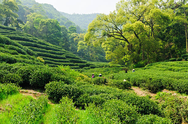 Hangzhou west lake longjing tea garden scenery