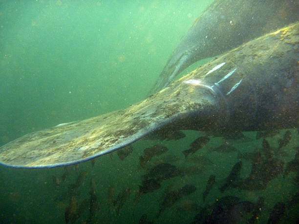 istock Motorboat scars on manatee Crystal River Florida 524153457