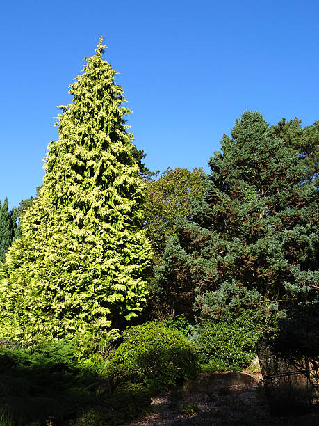 istock Large, tall golden conifer tree, Thuja plicata, rockery / rock garden 524153561
