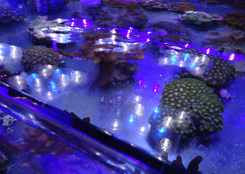 istock Image of marine aquarium / saltwater reef tank, living coral frags 524153581
