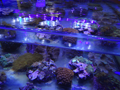 istock Image of marine aquarium / saltwater reef tank, living coral frags 524153583