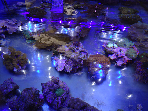 istock Image of marine aquarium / saltwater reef tank, living coral frags 524153589