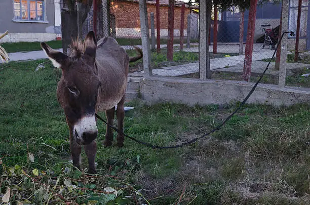 Domestic donkey eat with vine-leaves, Zavet, Bulgaria