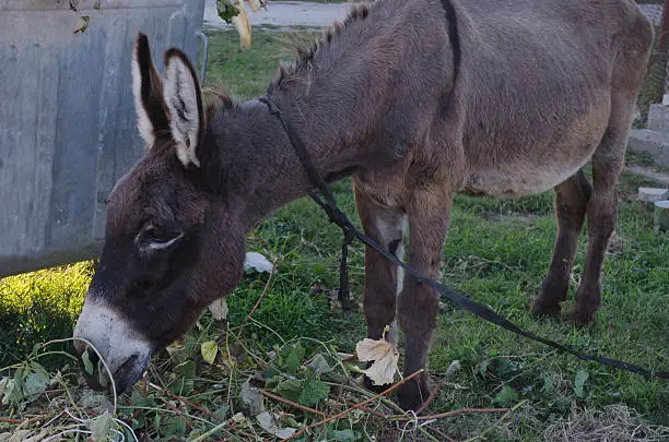 Domestic donkey eat with vine-leaves, Zavet, Bulgaria