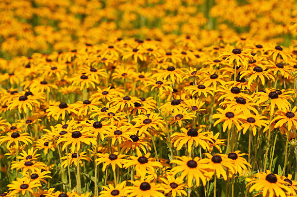 istock Rudbekia summer  flowers 524155956