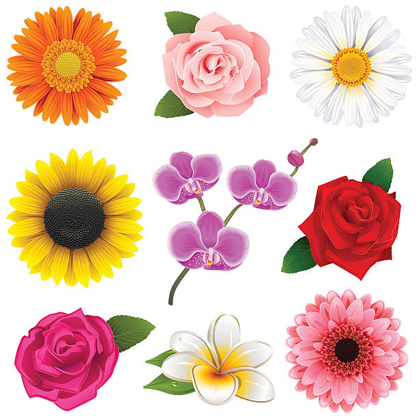 Vector Flower Icons Vector Flower Icons, including gerbera, rose, chamomile, orchid, sunflower and tropic flower, isolated on white background marguerite daisy stock illustrations
