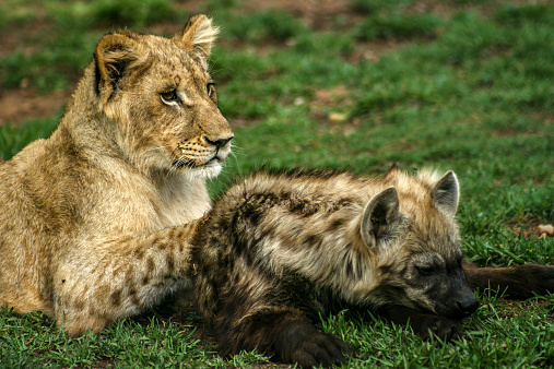 Baby lion playing with baby hyena. Lion overhelm hyena, they have fun. We can true friendship
