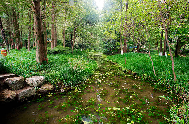istock view of west lake,hangzhou 524157201