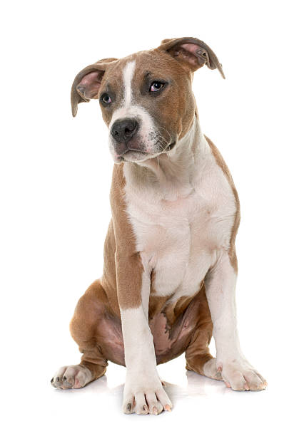 istock puppy american staffordshire terrier 524158268