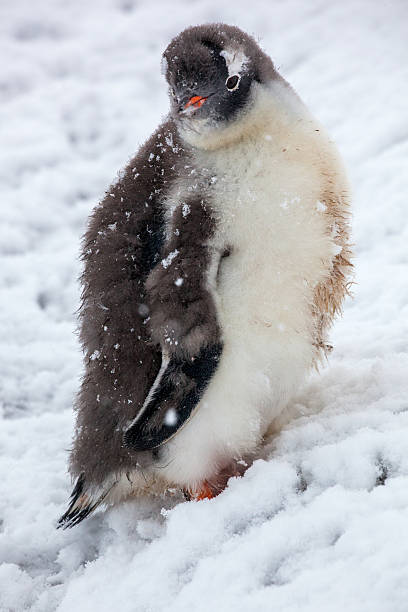 istock Fledgling penguin with a red beak looks into the camera 524158576