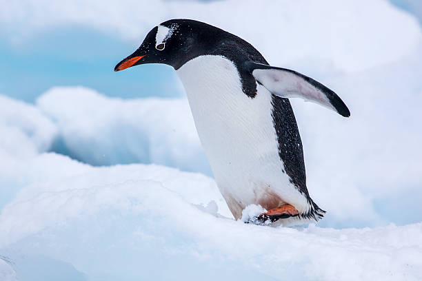 istock Beautiful gentoo penguin walking on snow in Antarctica 524159020