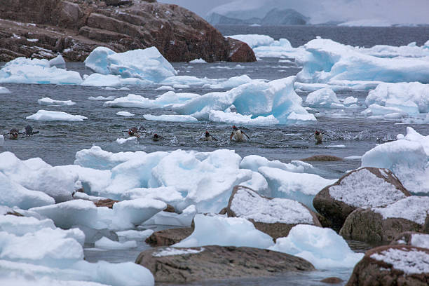 istock Gentoo penguins in the ocean when returning from feeding trip 524159970