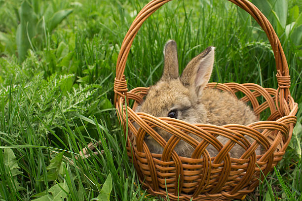 istock Grey small rabbit in a basket on the grass 524160292