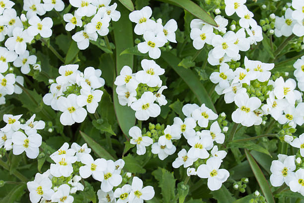 istock natural background of white flowering primroses. 524160438