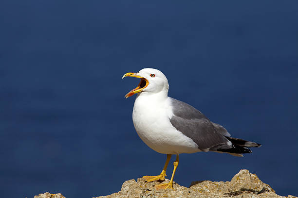 A Yellow-legged Gull (